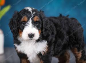 tri-colored female standard bernedoodle near Chicago Illinois