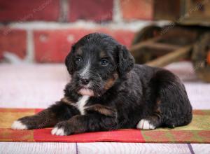 tri-colored standard bernedoodle near Chicago Illinois