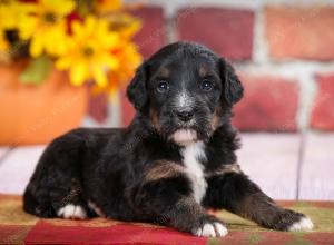 tri-colored standard bernedoodle near Chicago Illinois