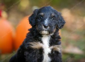 tri-colored standard bernedoodle near Chicago Illinois