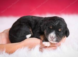 tri-colored male standard bernedoodle near Chicago Illinois