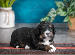 tri-colored male standard bernedoodle near Chicago Illinois