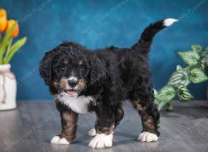 tri-colored male standard bernedoodle near Chicago Illinois