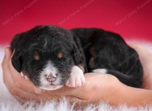 tri-colored male standard bernedoodle near Chicago Illinois