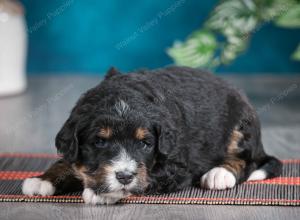 tri-colored male standard bernedoodle near Chicago Illinois