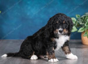 tri-colored male standard bernedoodle near Chicago Illinois