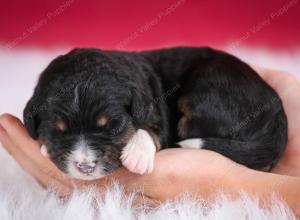 tri-colored male standard bernedoodle near Chicago Illinois