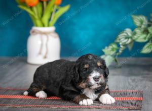 tri-colored male standard bernedoodle near Chicago Illinois