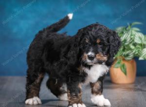 tri-colored male standard bernedoodle near Chicago Illinois