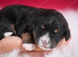 tri-colored male standard bernedoodle near Chicago Illinois