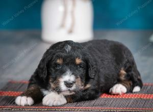 tri-colored male standard bernedoodle near Chicago Illinois