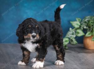 tri-colored male standard bernedoodle near Chicago Illinois