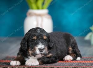 tri-colored male standard bernedoodle near Chicago Illinois