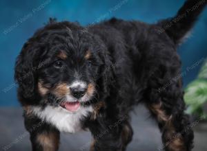 tri-colored male standard bernedoodle near Chicago Illinois