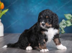 tri-colored male standard bernedoodle near Chicago Illinois