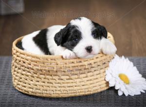 tri-colored F2 mini bernedoodle near Chicago Illinois