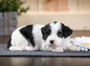 tri-colored F2 mini bernedoodle near Chicago Illinois