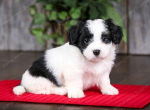 F2 tri-colored mini bernedoodle near Chicago Illinois