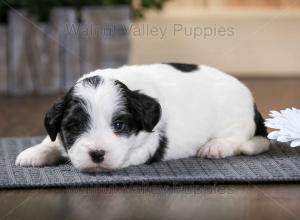 tri-colored F2 mini bernedoodle near Chicago Illinois