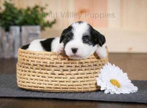 tri-colored F2 mini bernedoodle near Chicago Illinois