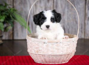 F2 tri-colored mini bernedoodle near Chicago Illinois