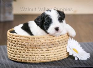 tri-colored F2 mini bernedoodle near Chicago Illinois