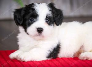 F2 tri-colored mini bernedoodle near Chicago Illinois