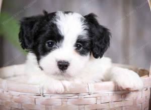 F2 tri-colored mini bernedoodle near Chicago Illinois