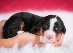 tri-colored male standard bernedoodle near Chicago Illinois