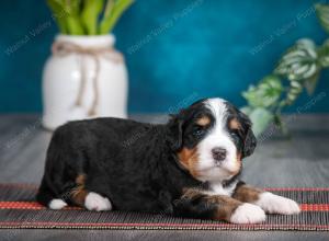 tri-colored male standard bernedoodle near Chicago Illinois