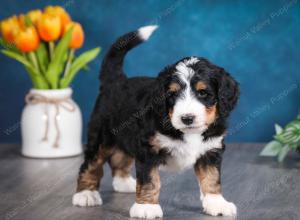 tri-colored male standard bernedoodle near Chicago Illinois