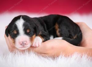 tri-colored male standard bernedoodle near Chicago Illinois