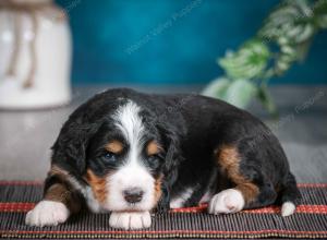 tri-colored male standard bernedoodle near Chicago Illinois