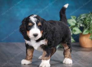 tri-colored male standard bernedoodle near Chicago Illinois