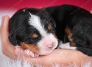 tri-colored male standard bernedoodle near Chicago Illinois