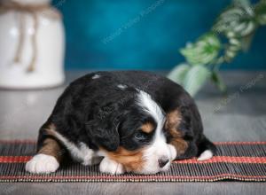 tri-colored male standard bernedoodle near Chicago Illinois