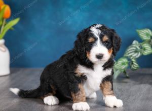 tri-colored male standard bernedoodle near Chicago Illinois