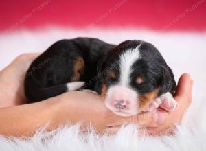 tri-colored male standard bernedoodle near Chicago Illinois