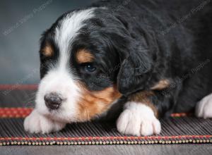 tri-colored male standard bernedoodle near Chicago Illinois