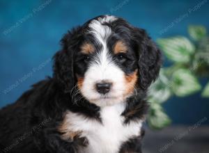 tri-colored male standard bernedoodle near Chicago Illinois