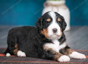 tri-colored male standard bernedoodle near Chicago Illinois