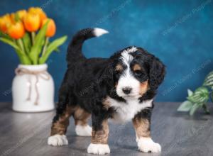 tri-colored male standard bernedoodle near Chicago Illinois