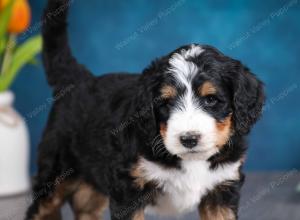 tri-colored male standard bernedoodle near Chicago Illinois