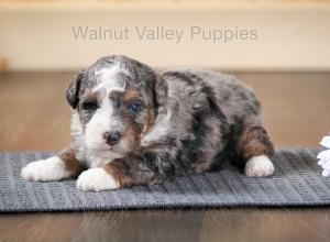 tri-colored F2 mini bernedoodle near Chicago Illinois