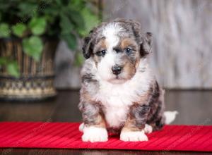 f2 tri-colored mini bernedoodle near Chicago Illinois