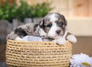 tri-colored F2 mini bernedoodle near Chicago Illinois