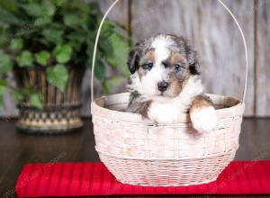 f2 tri-colored mini bernedoodle near Chicago Illinois