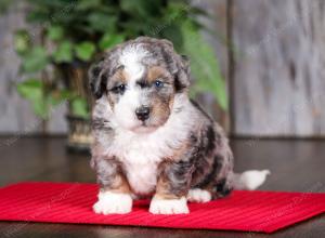 f2 tri-colored mini bernedoodle near Chicago Illinois