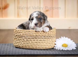 tri-colored F2 mini bernedoodle near Chicago Illinois