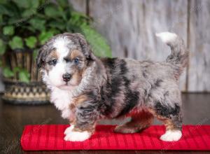 f2 tri-colored mini bernedoodle near Chicago Illinois